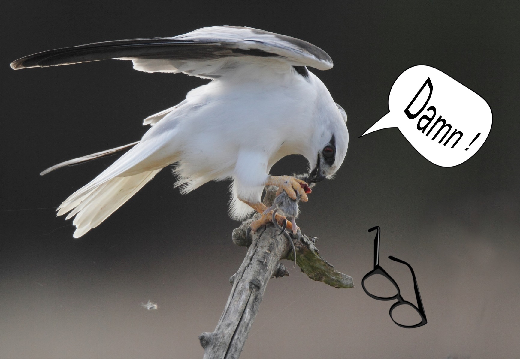 A picture containing bird

Description automatically generated