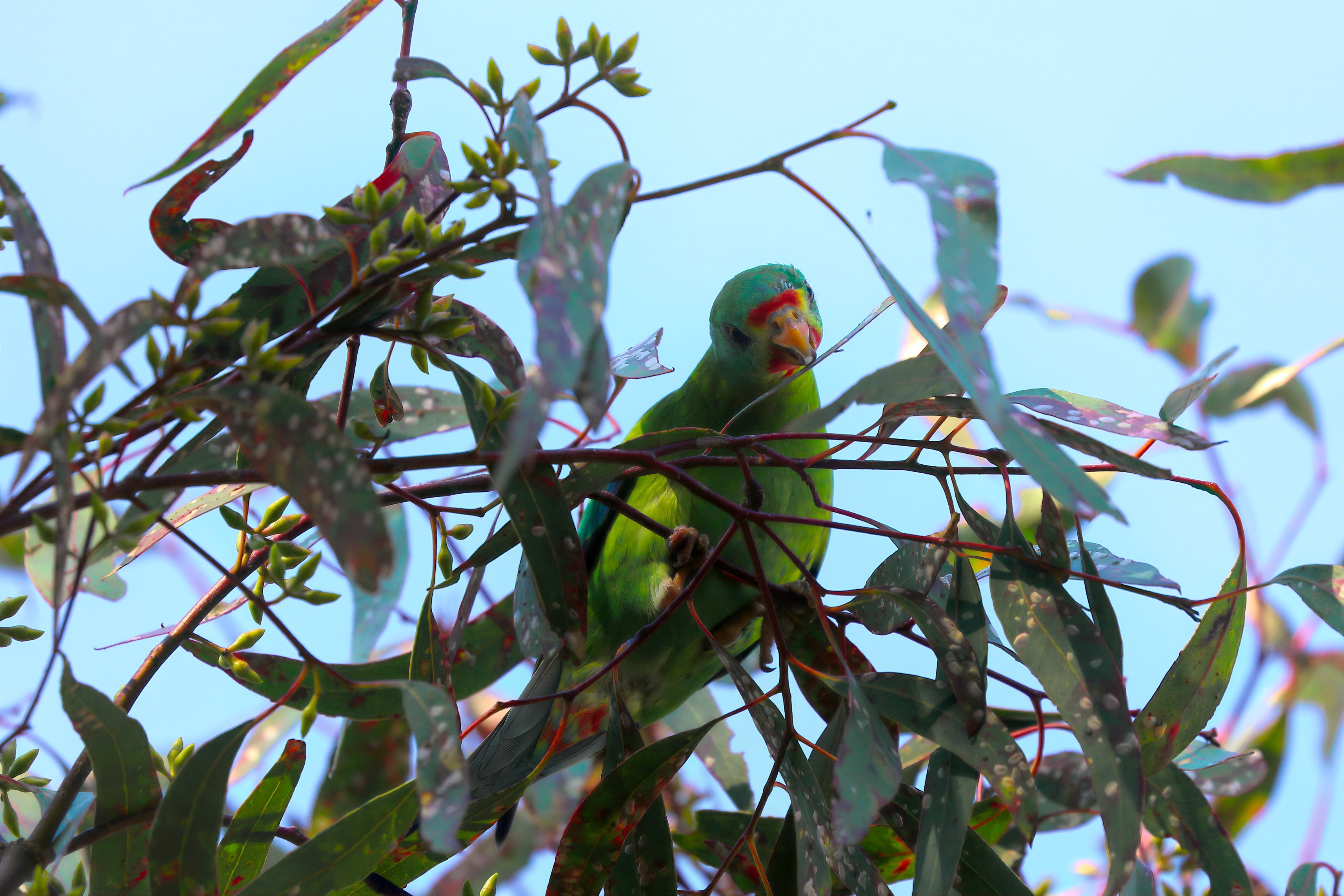 A bird on a branch

Description automatically generated with low confidence