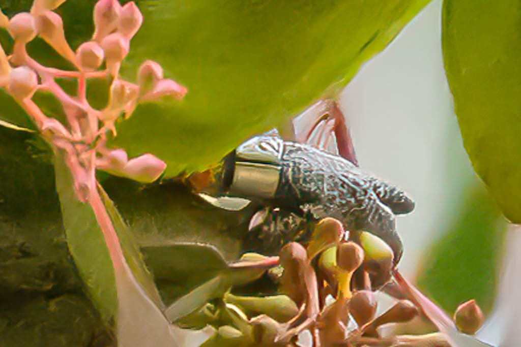 superb_parrot-2.jpg
