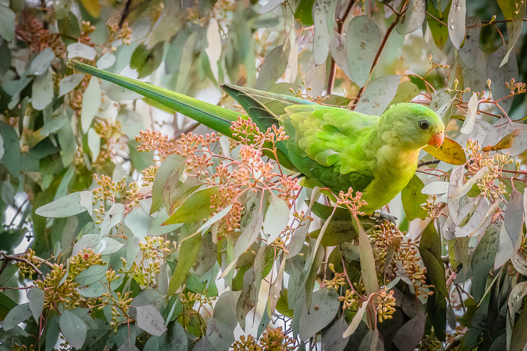 superb_parrot-1.jpg