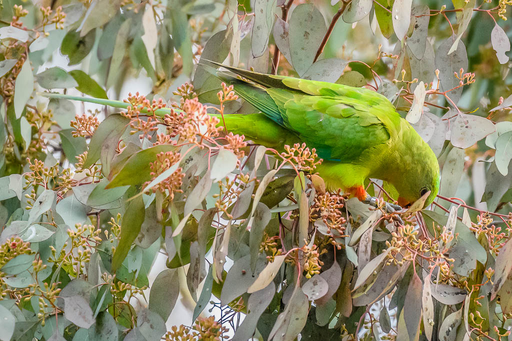 superb_parrot-3.jpg
