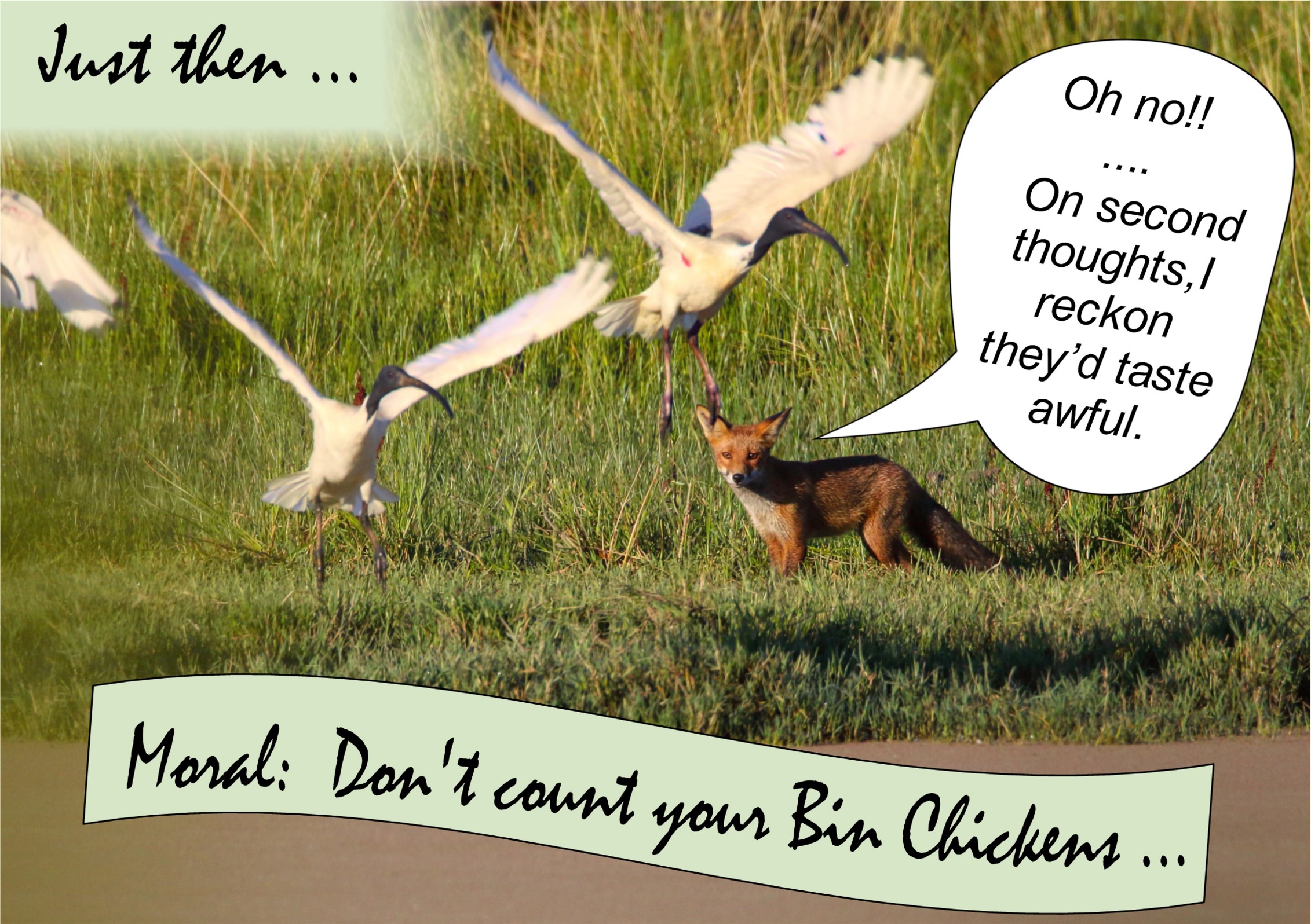 A picture containing text, grass

Description automatically generated