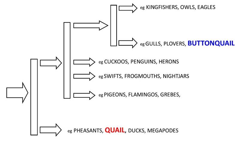 Diagram

Description automatically generated