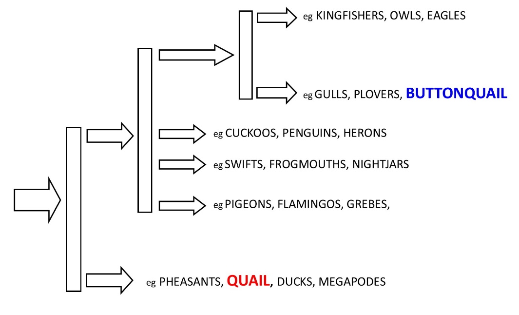 Diagram

Description automatically generated