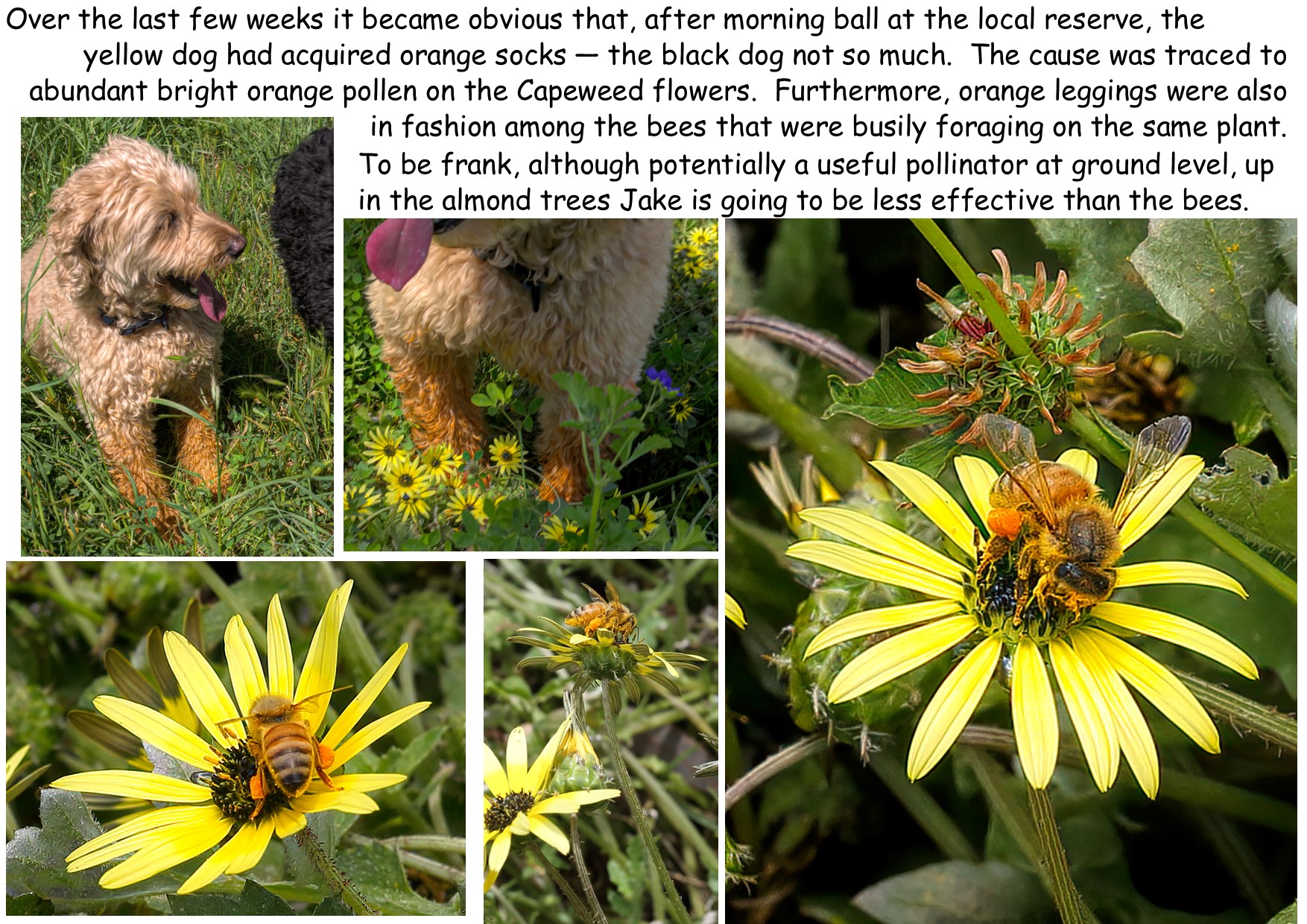 A
            picture containing text, plant, flower, butterweed
            Description automatically generated