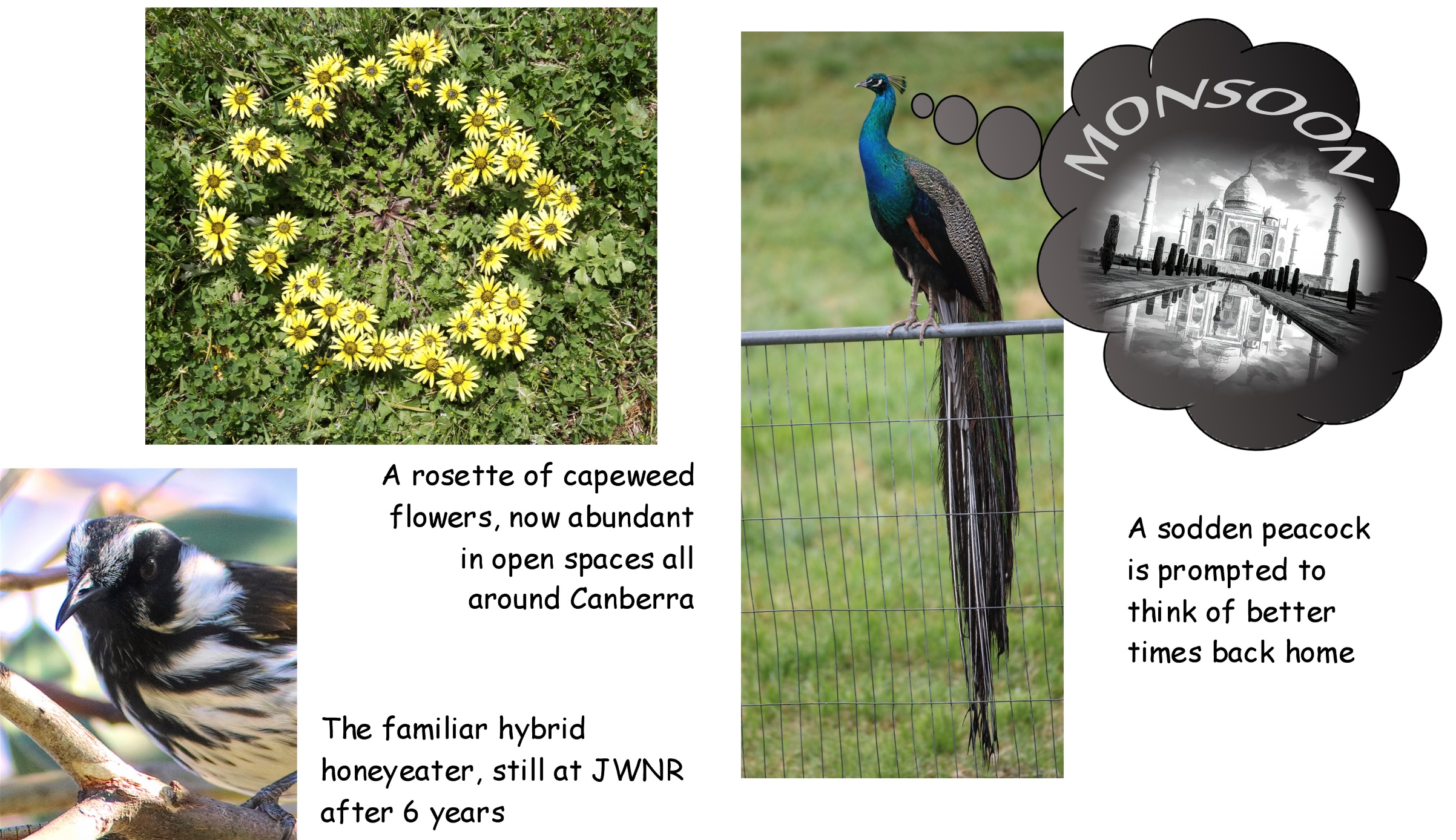 A picture containing text, bird

Description automatically generated