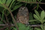 It is feared that most remaining Norfolk Island moreporks are too old to breed.