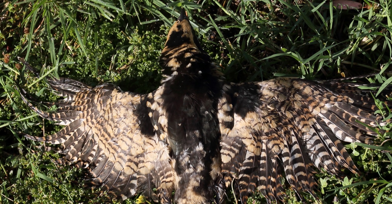A couple of cheetahs lying in the grass

Description automatically generated with low confidence