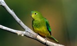 Orange-bellied parrot.