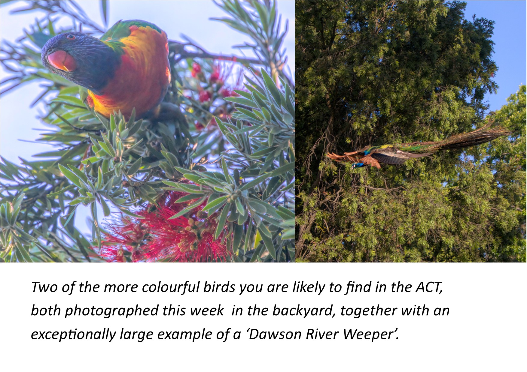 A picture containing text, tree, parrot, bird
Description automatically generated