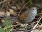 An eastern bristlebird.