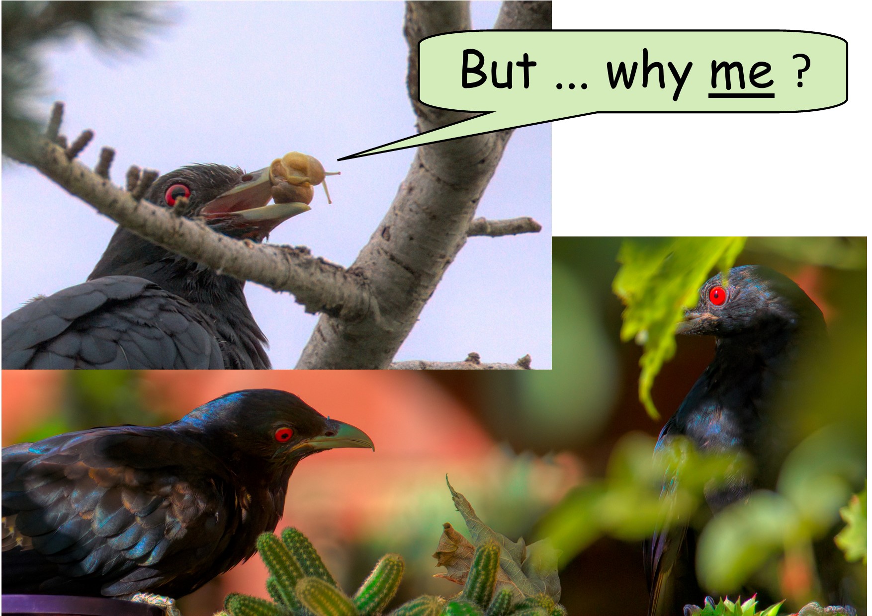 Birds on a tree branch

Description automatically generated with low confidence