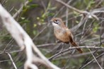 Mukarrthippi grasswren