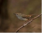 King Island brown thornbill