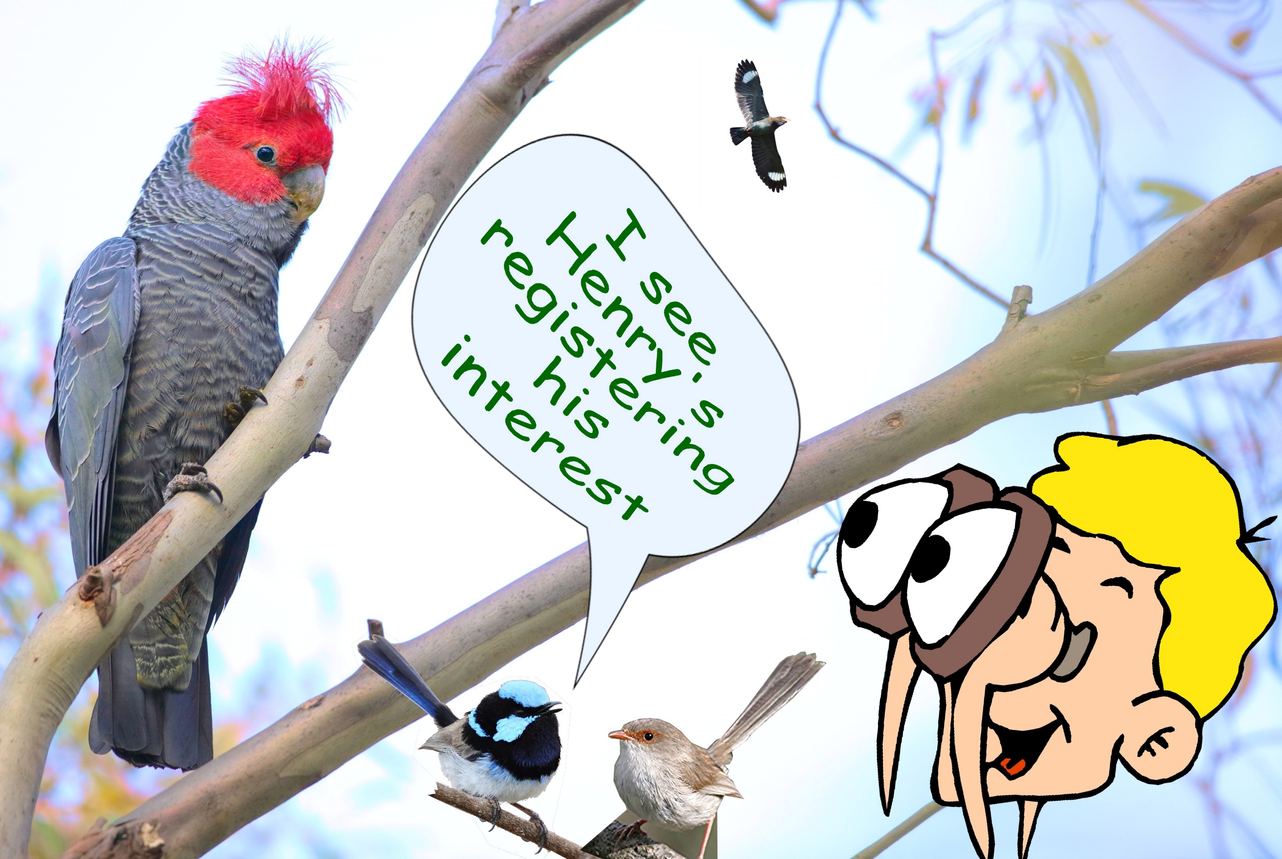 A picture containing text, bird, parrot
Description automatically generated