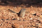 The grey range thick-billed grasswren was thought to be extinct until 2008.