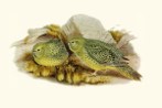 A 19th-century drawing of the elusive Australian night parrot, thought to be extinct for over a century.
