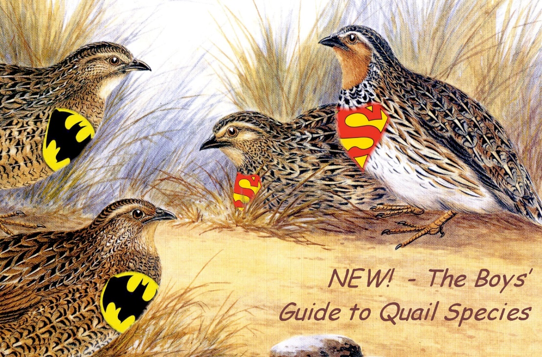 A group of birds

Description automatically generated with low confidence