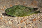A night parrot in the Pullen Pullen Reserve in Queensland in 2016.