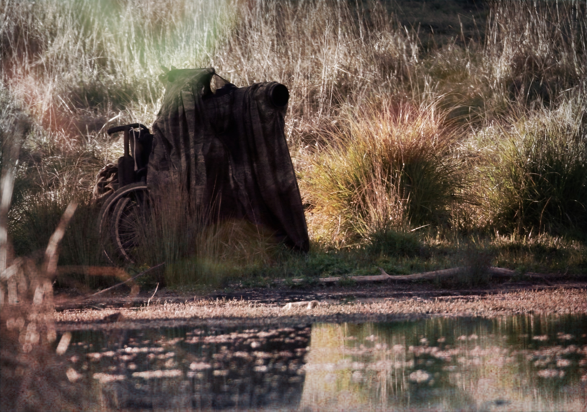 A picture containing grass, outdoor
Description automatically generated