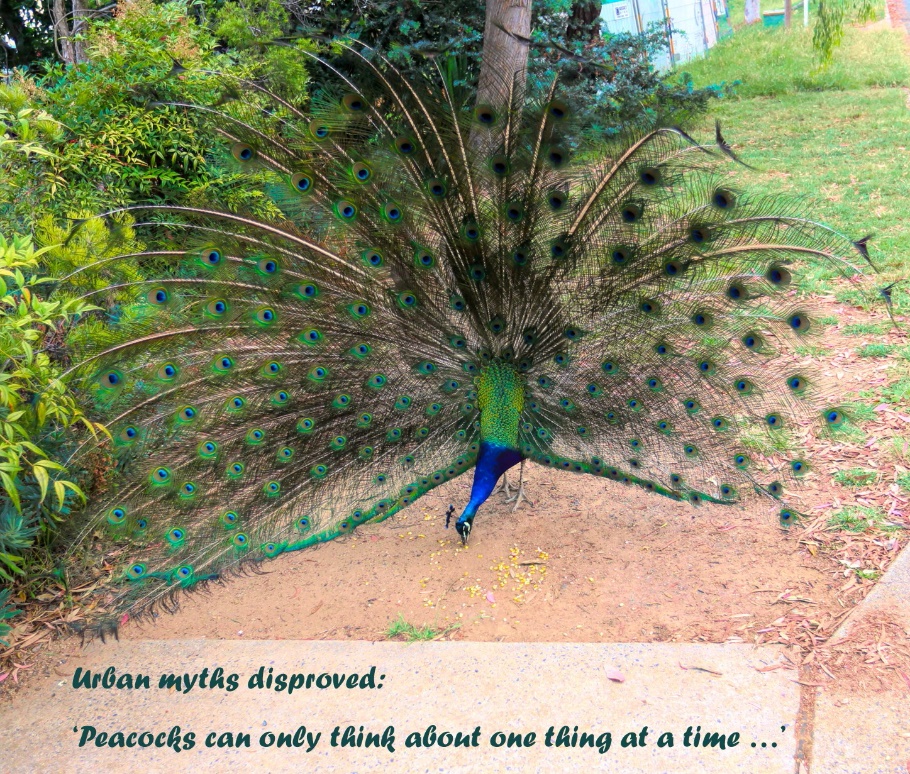 A picture containing text, phasianid, plant

Description automatically generated
