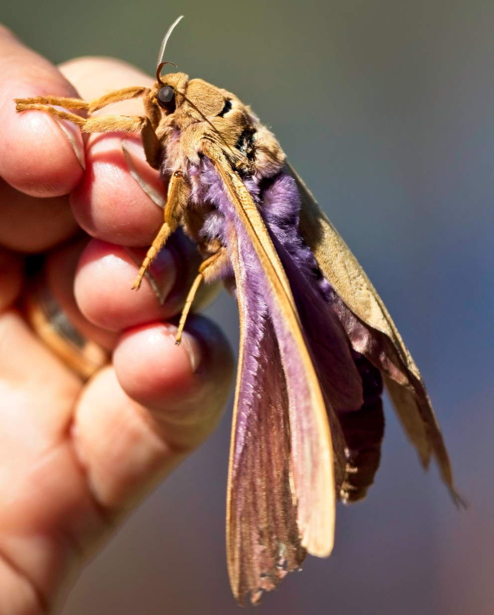 Moth.jpg