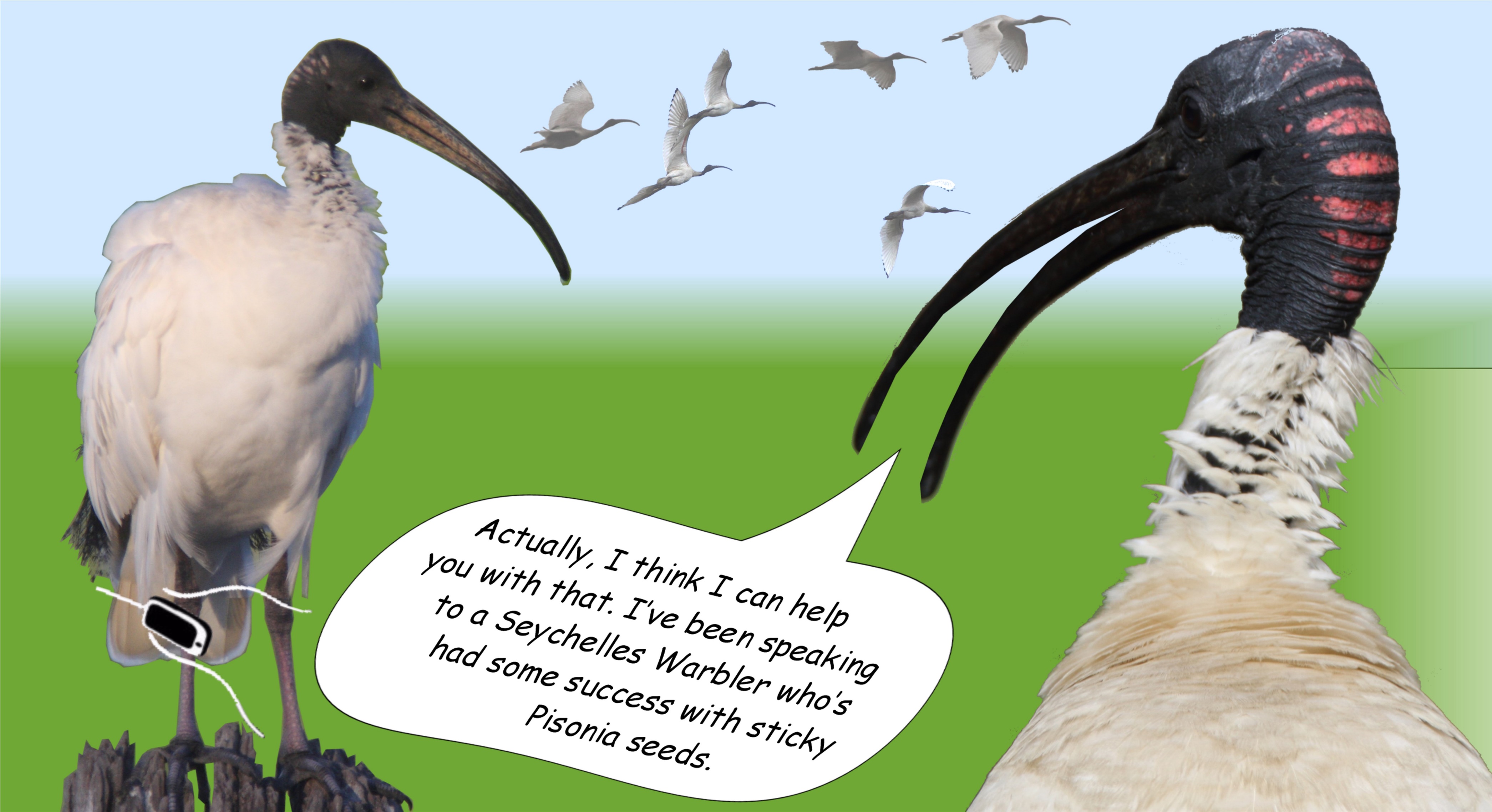 A picture containing text, bird, ibis, aquatic bird

Description automatically generated