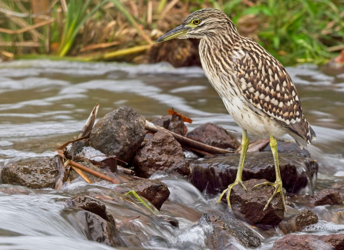 Night Heron.jpg