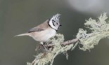 The European crested tit.