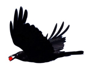 A black bird with red eyes

Description automatically generated with low confidence