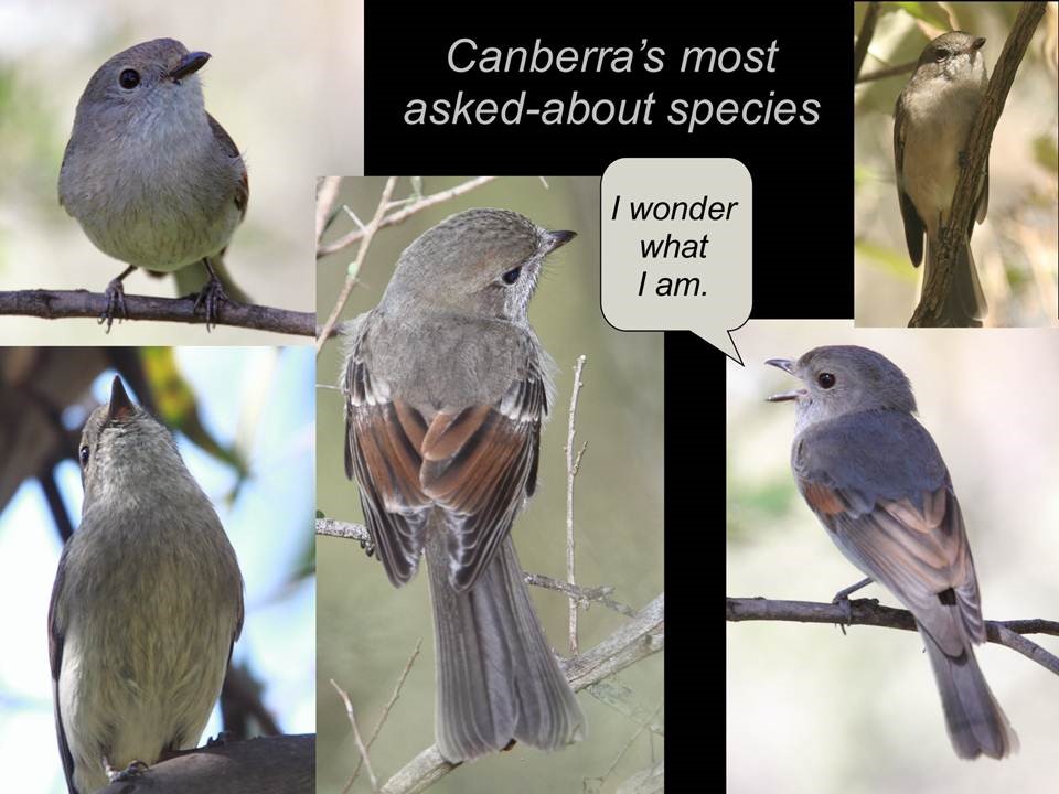 A picture containing text, bird, standing, outdoor

Description automatically generated
