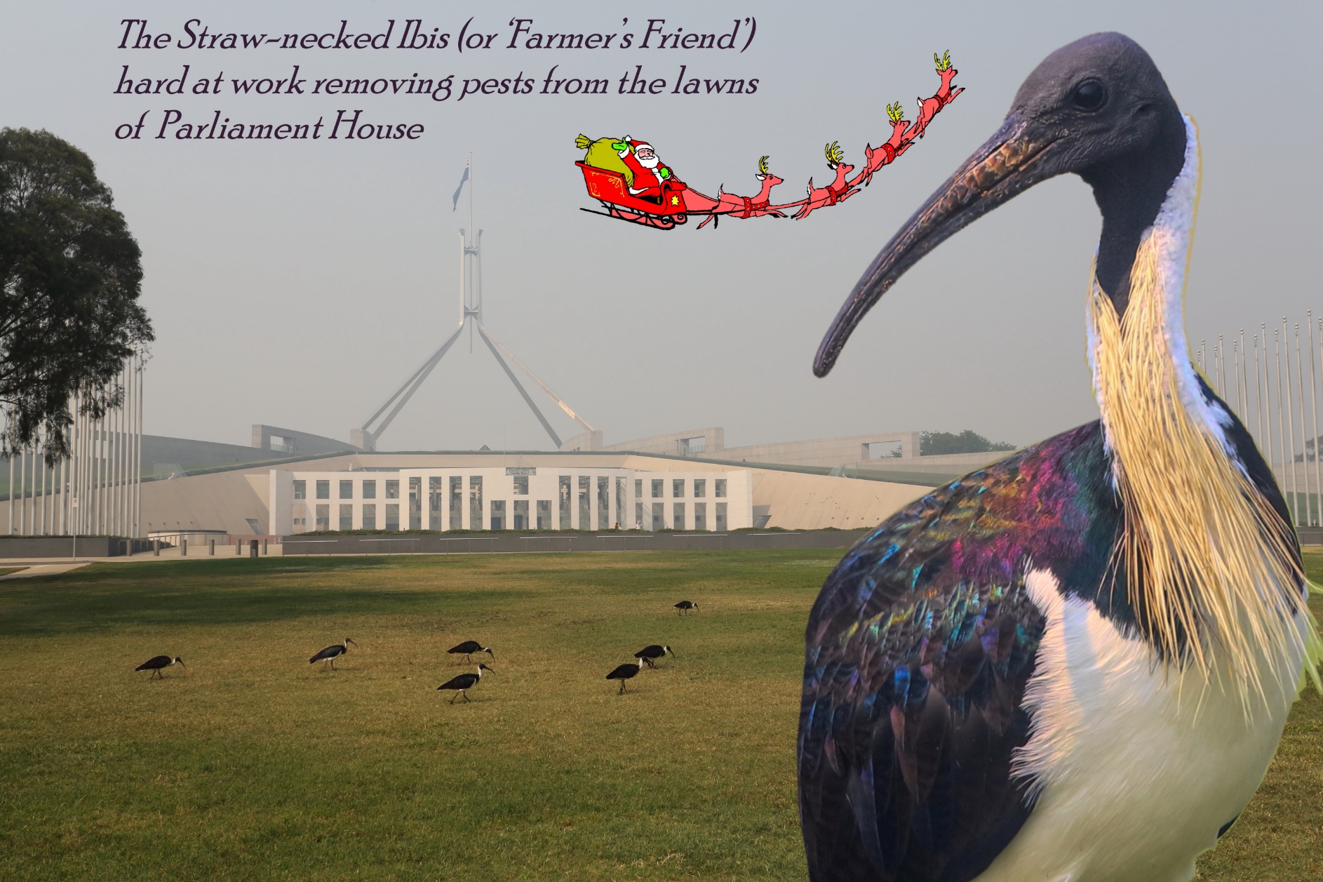 A picture containing text, bird, grass, outdoor

Description automatically generated