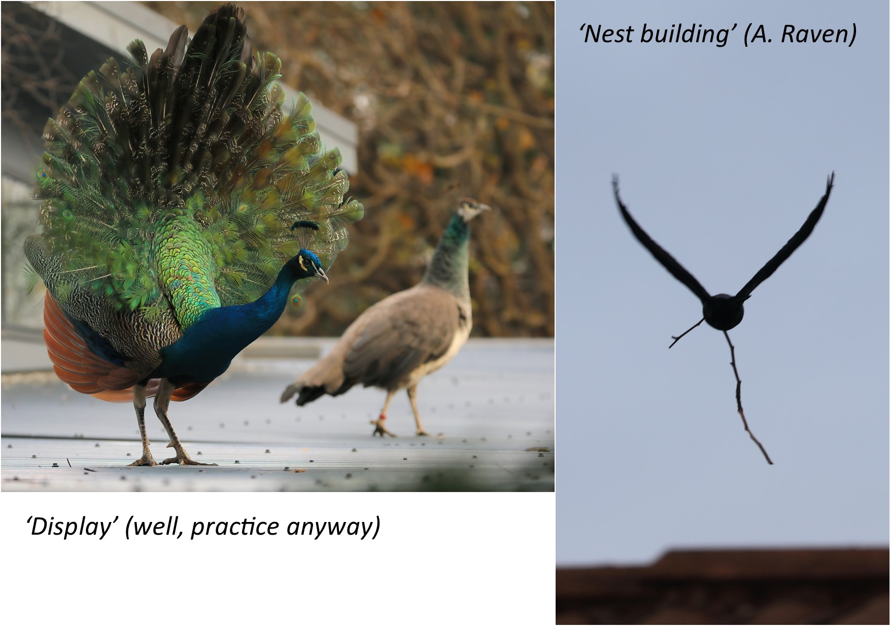 A picture containing text, bird

Description automatically generated