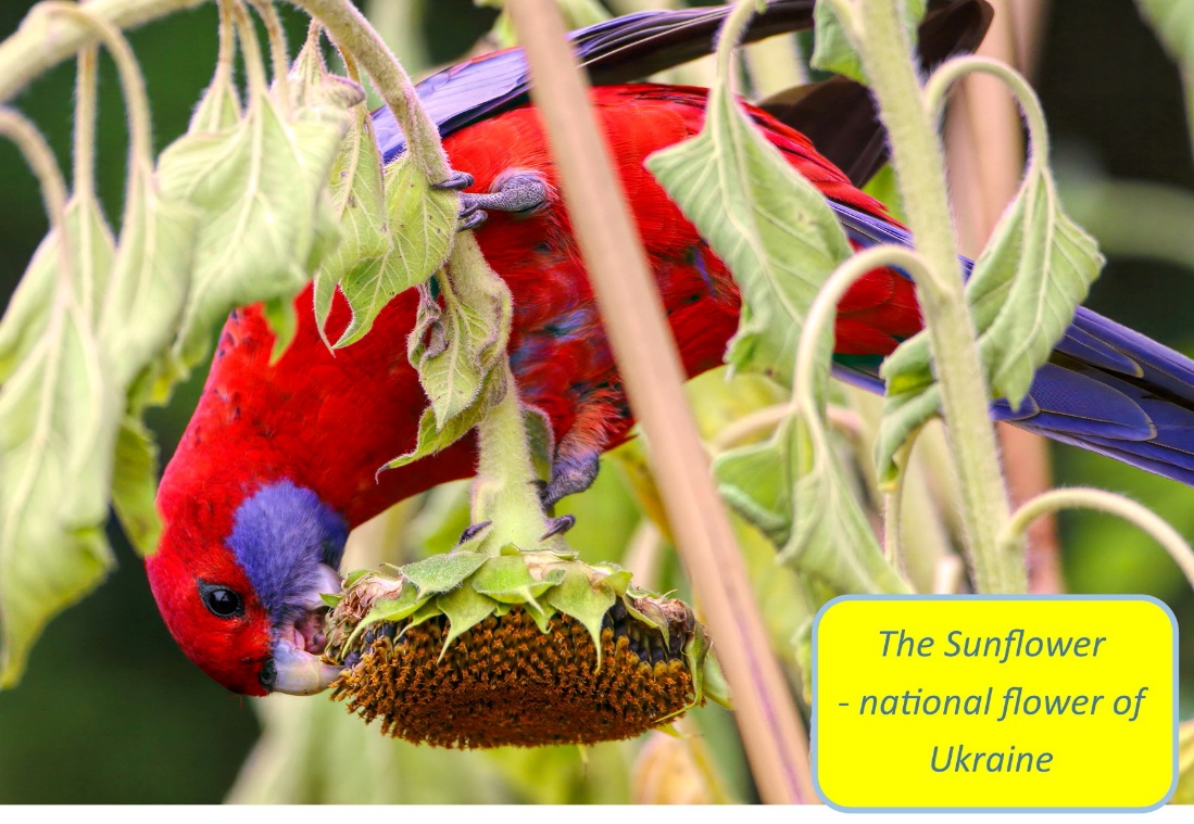 A picture containing colorful

Description automatically generated