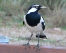 Male Magpie-lark 