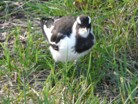 Young Magpie-lark 