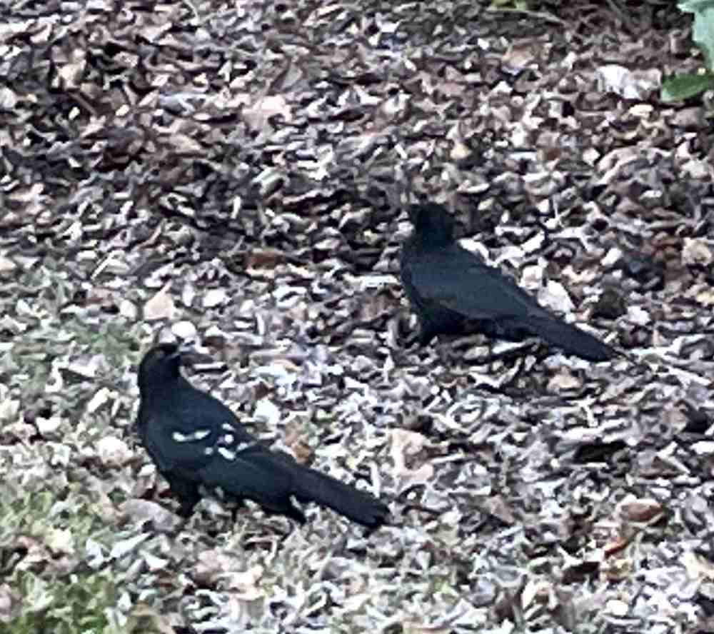 60 Choughs.jpg