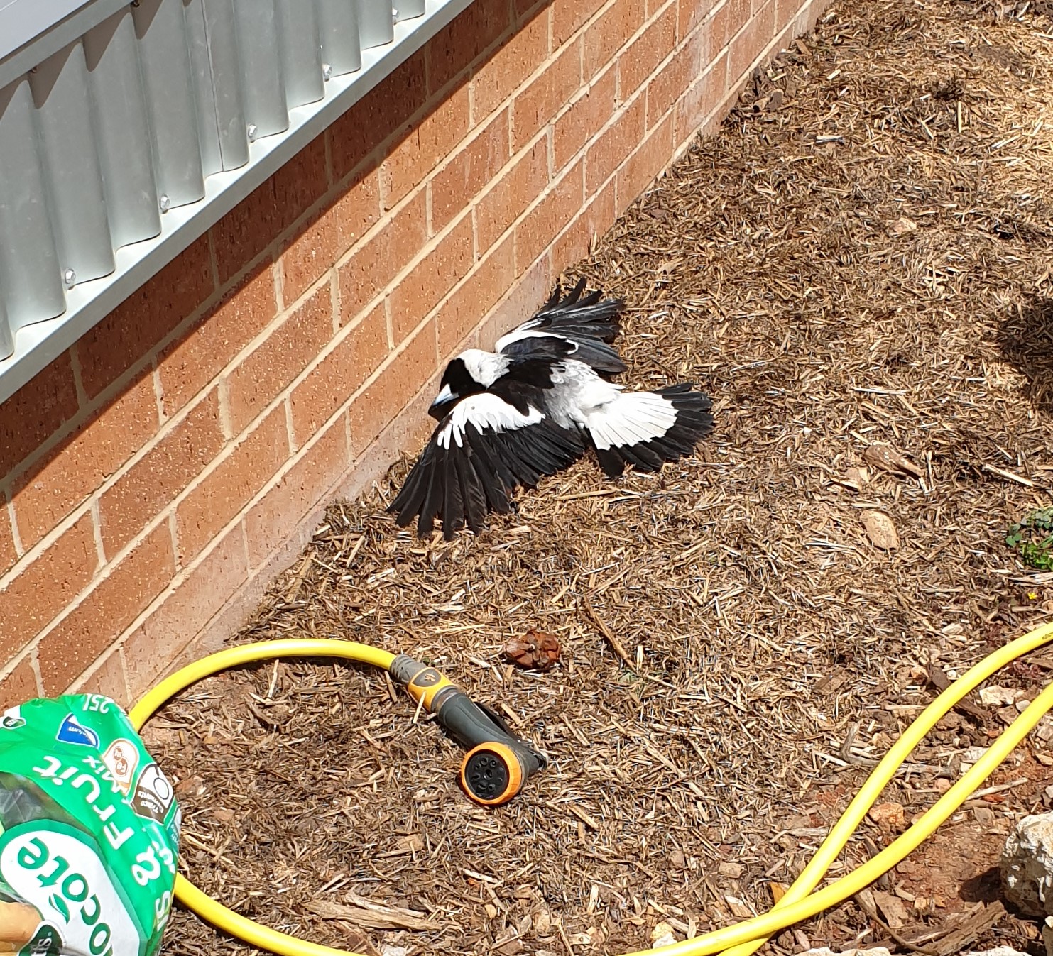 magpie playing dead.jpg