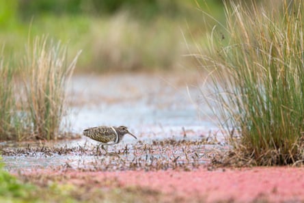 A painted-snipe wading through shallow water