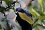 A red-eyed koel looks at the camera from behind a leaf