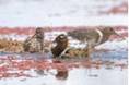 Australian painted-snipes bathing in shallow waters