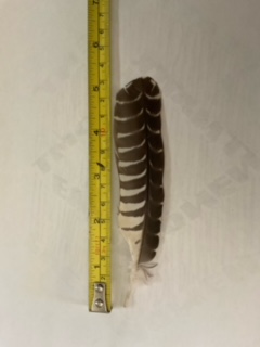 image0.jpeg