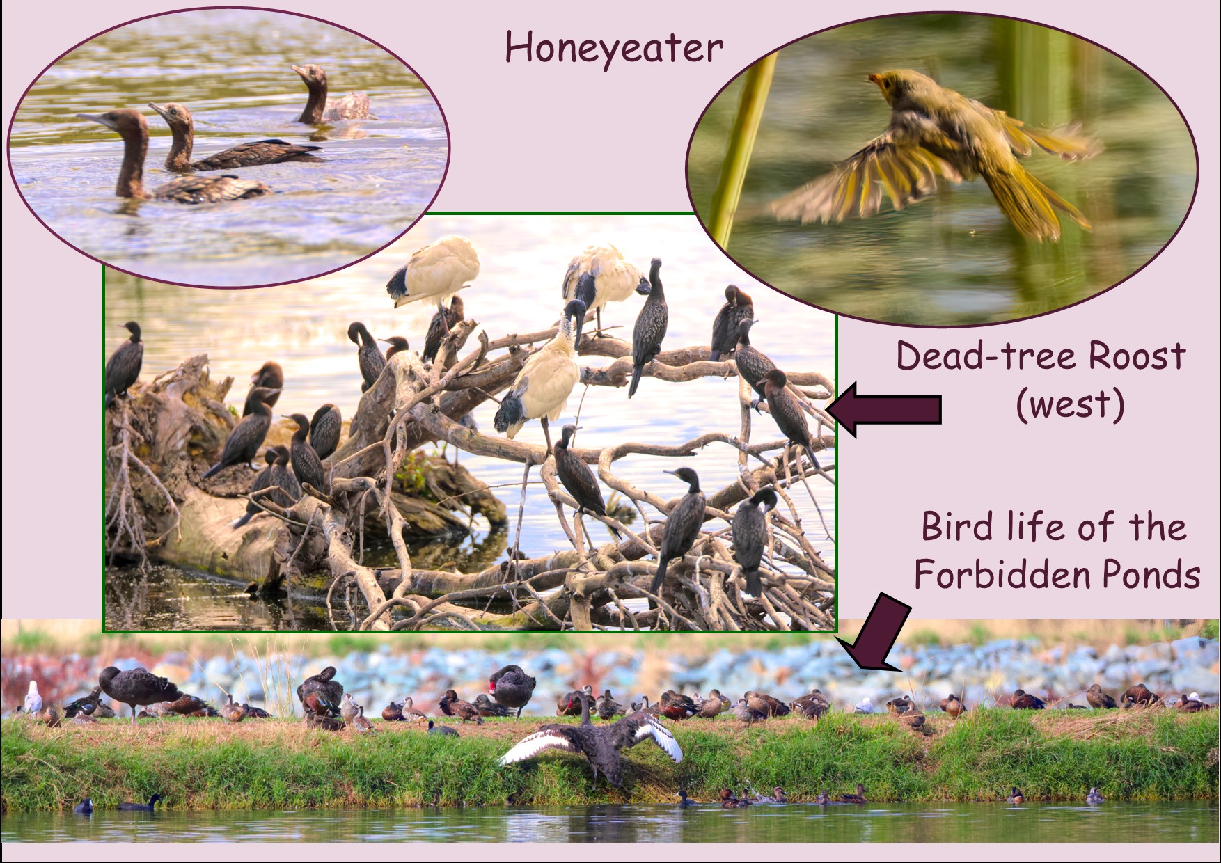 A picture containing diagram
Description automatically generated
