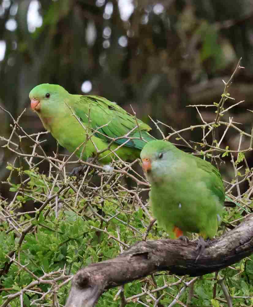 29 11 superb parrots.jpg