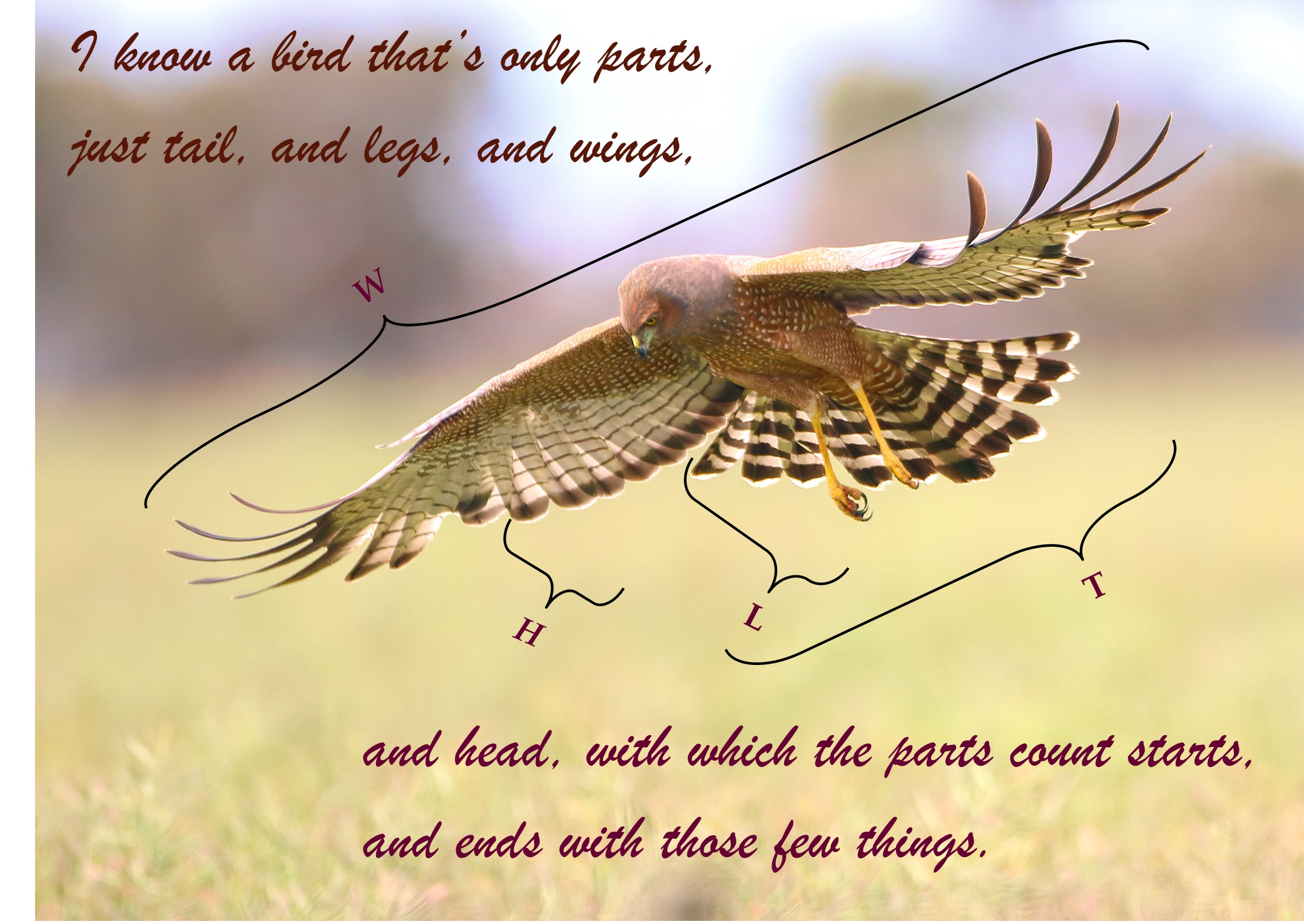 A bird flying in the air

Description automatically generated
