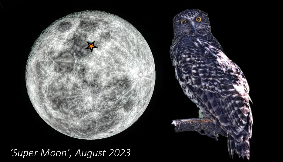 A owl and moon in the sky

Description automatically generated