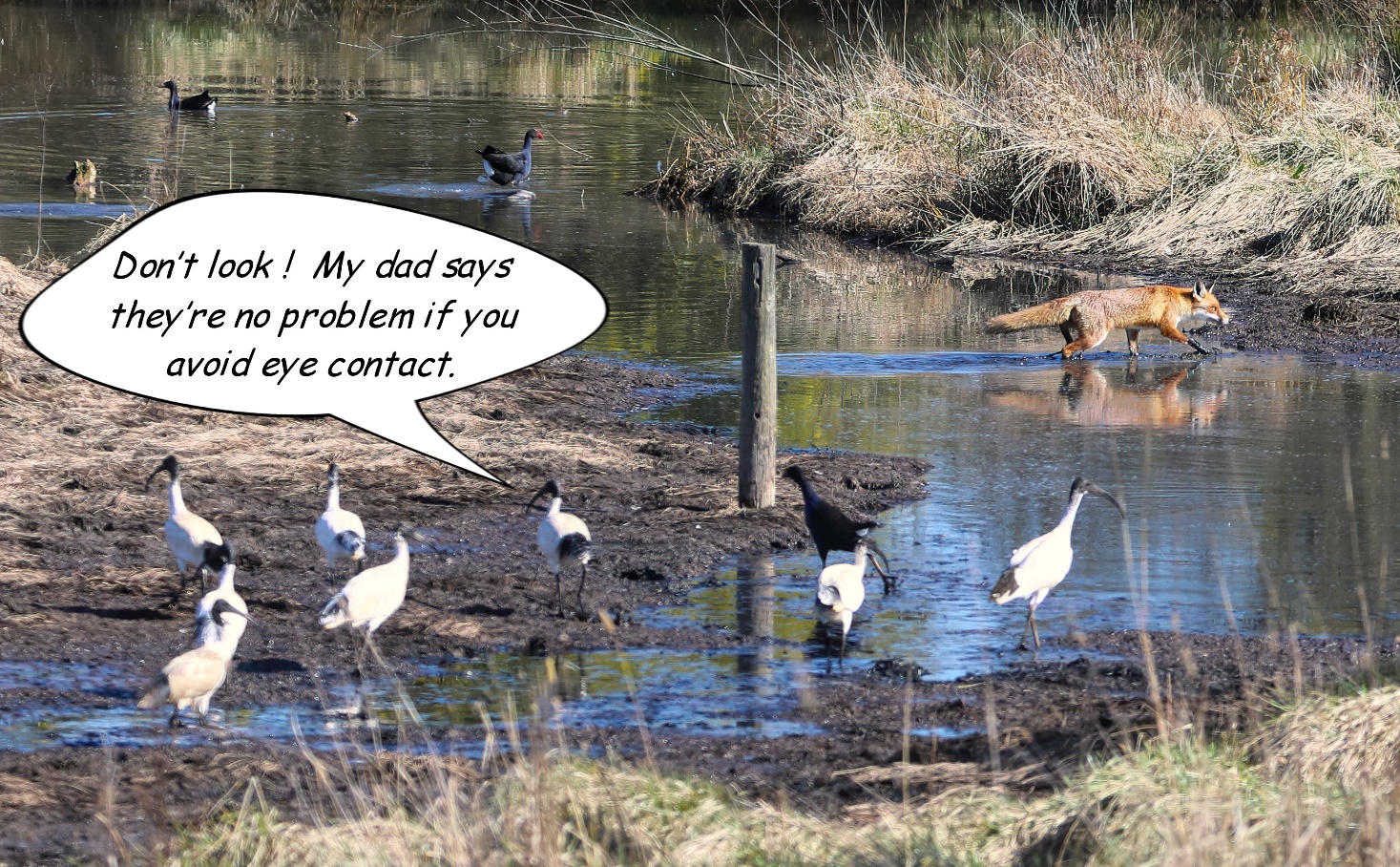 A group of birds in a pond

Description automatically generated