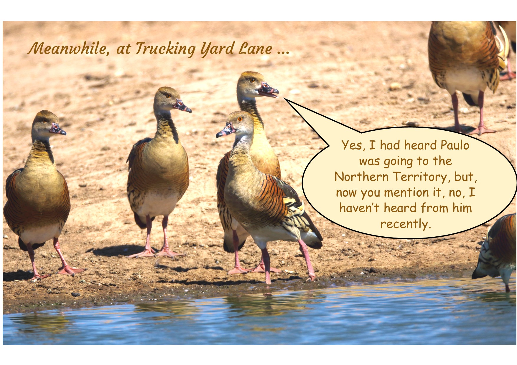 A group of ducks standing on the shore of a lake
Description automatically generated