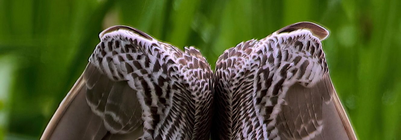 A close up of a bird's wings

Description automatically generated