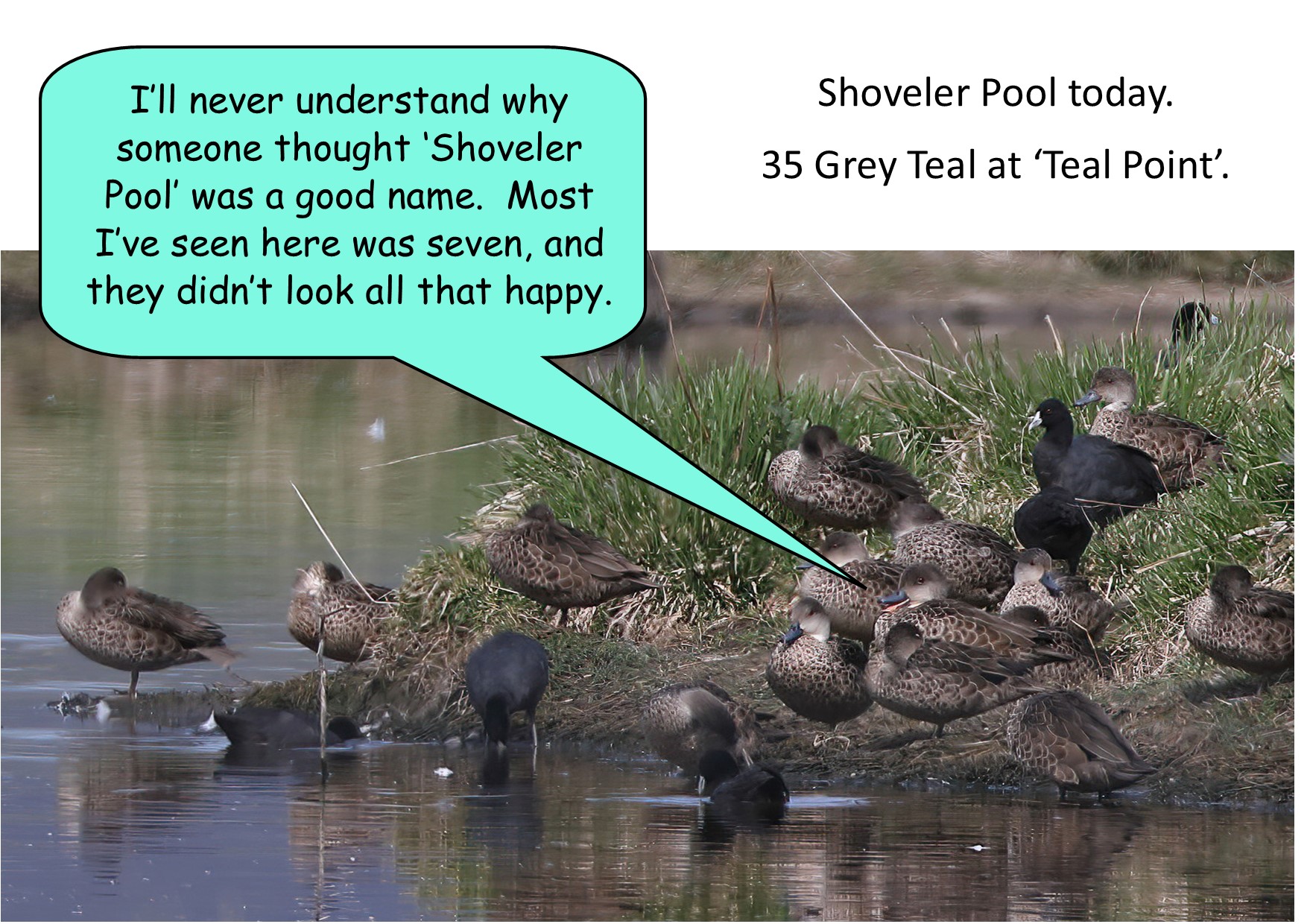 A group of birds on a pond

Description automatically generated